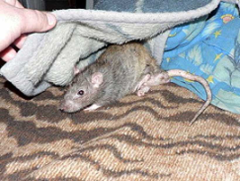 Можно ли крысам воду. Крысеныш в квартире. Домашние животные для детей в квартире крыса.