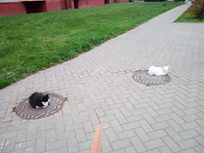 Забавные животные