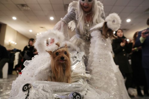 В Нью-Йорке прошёл ежегодный показ мод с участием собак mir-interes.info