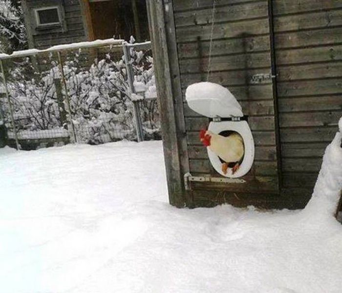 Неповторимые кадры с родных просторов смешные, только в россии, удачный кадр, фото, юмор