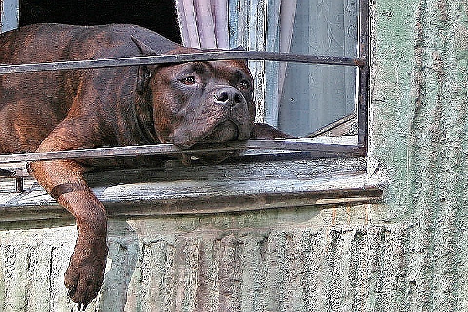 Общественники предложили штрафовать за выгул опасных собак без намордника