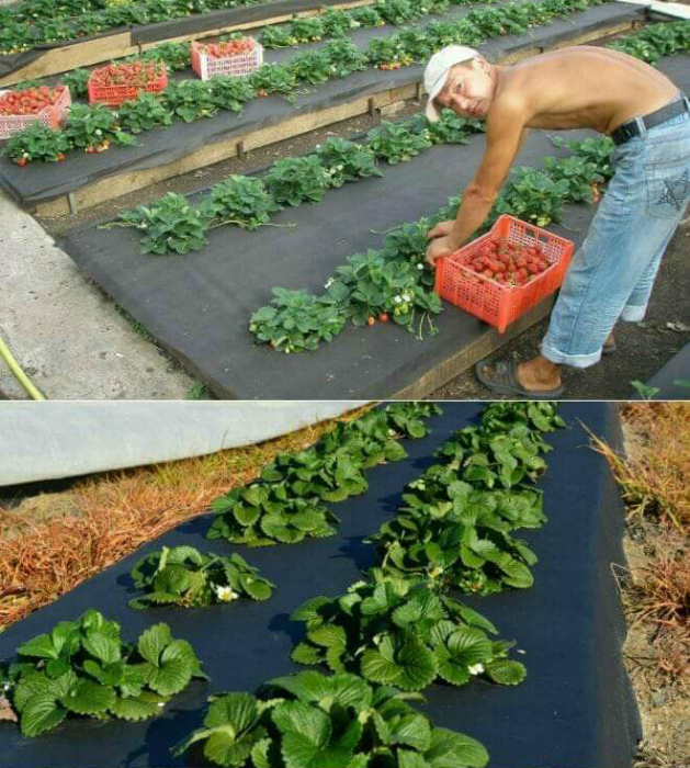 17 полезностей для дачников, которые нужно опробовать на своем участке уже сейчас 17 полезностей для дачников, которые нужно опробовать на своем участке уже сейчас домашний очаг,идеи для дачи,мастерство,полезные советы,своими руками,умелые руки