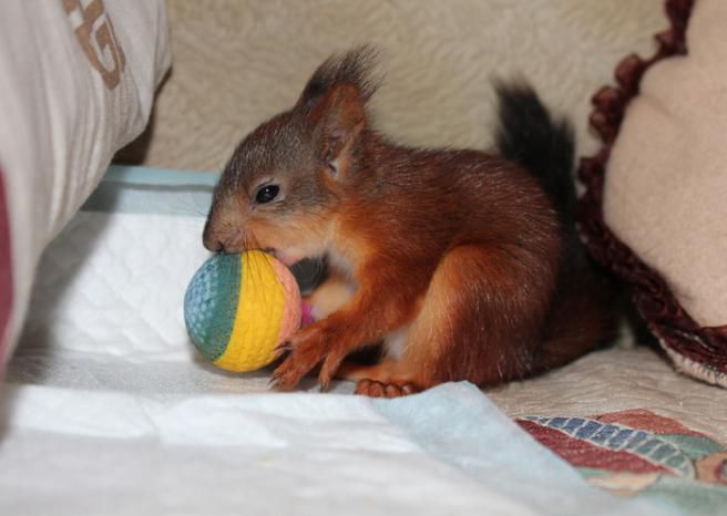 Животные, белка, позитив