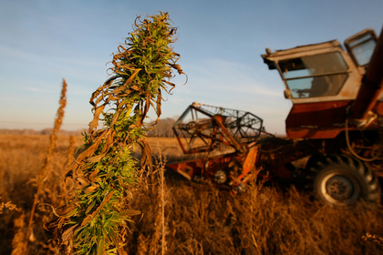 Одобрен законопроект, который разрешает выращивать на территории России наркосодержащие растения