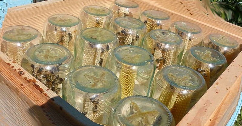 Мёд сразу в банках? Гениальное решение для тех, кто решил заняться пчёлами гениально, мёд, пчёлы, своими руками, соты, улей
