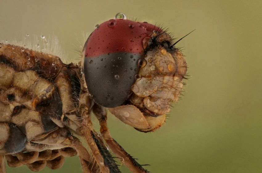 Восхитительные макрофотографии насекомых