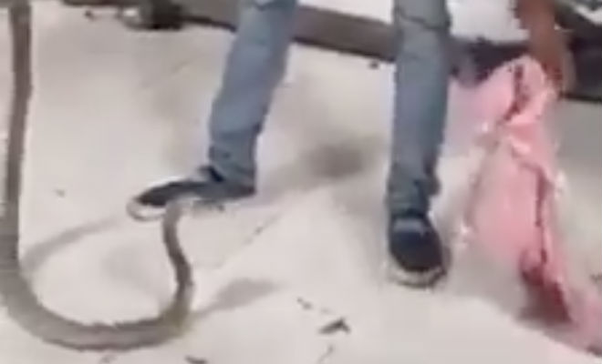 Как работает змеелов