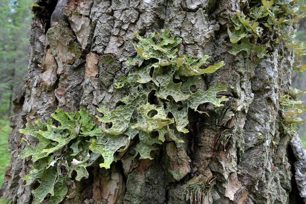 Двинско-Пинежский заказник: как исчезают первозданные леса путешествие,Россия,туризм,экология