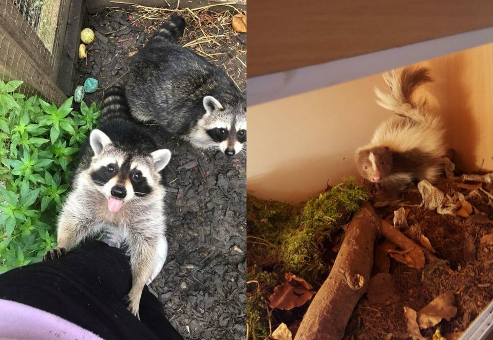 У любителя зверушек изъяли 113 экзотических домашних животных после ссоры с женихом У любителя зверушек изъяли 113 экзотических домашних животных после ссоры с женихом животные