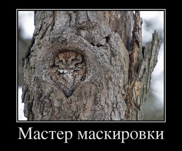 Лучшие демотиваторы!