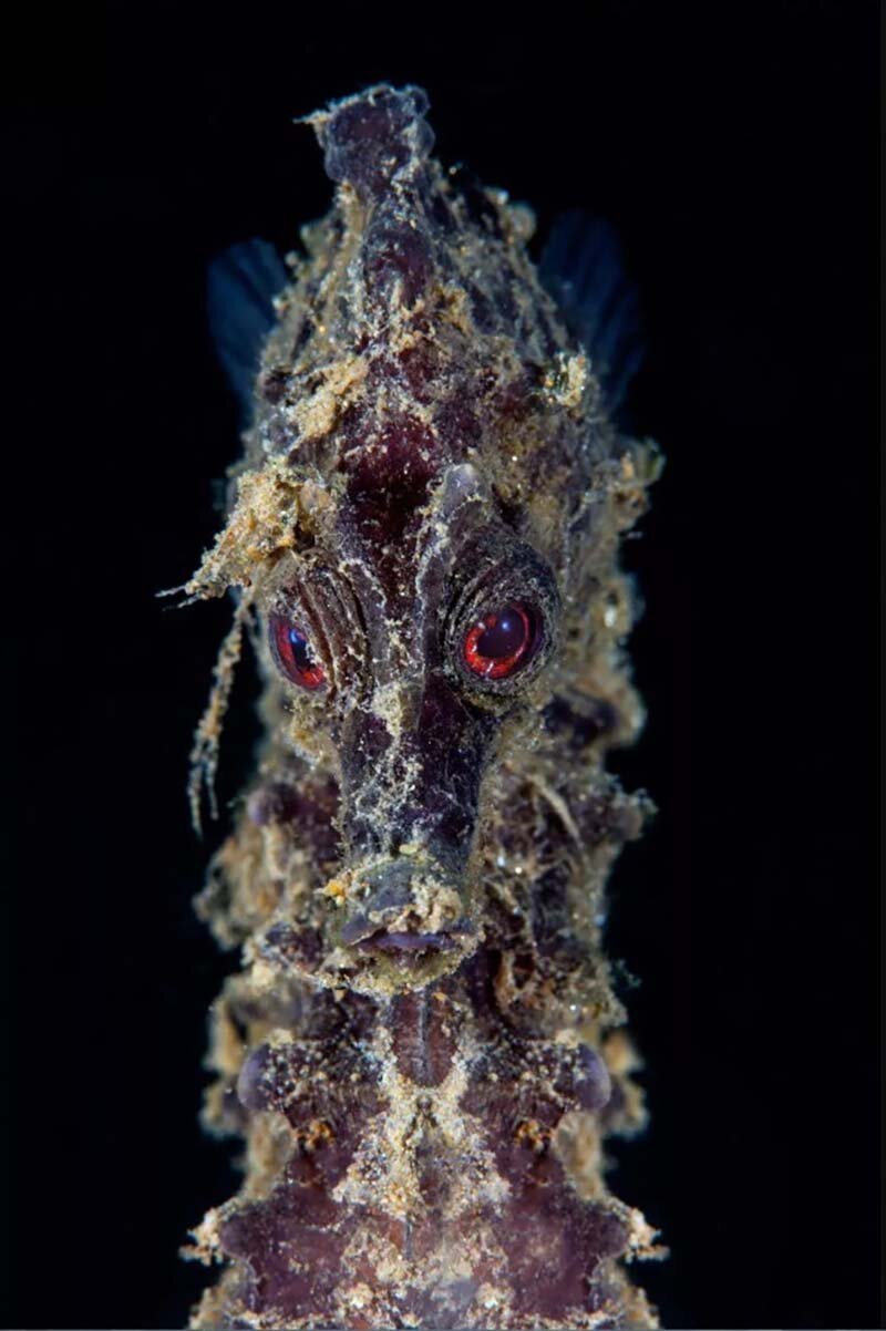 Потрясающие снимки-победители и призёры фотоконкурса «Through Your Lens» Потрясающие снимки-победители и призёры фотоконкурса «Through Your Lens» мир