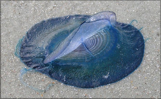 Velella velella необычное и уникальное существо в своём роде (3 фото)