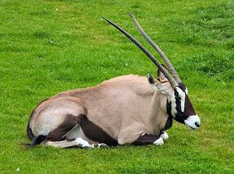 Африканская антилопа — удивительное животное жаркого континента