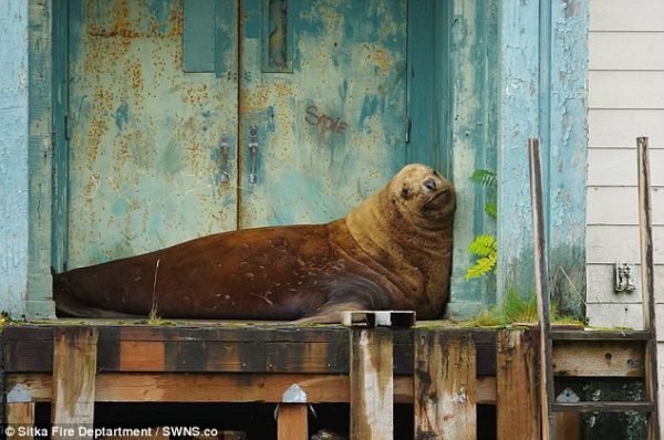 Морской лев, который не хотел возвращаться в океан, наконец вернулся в воду