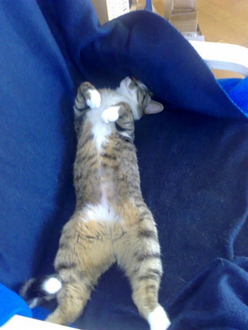 23 наглядных фотодоказательства того, что кошки ведут себя, как люди 23 наглядных фотодоказательства того, что кошки ведут себя, как люди