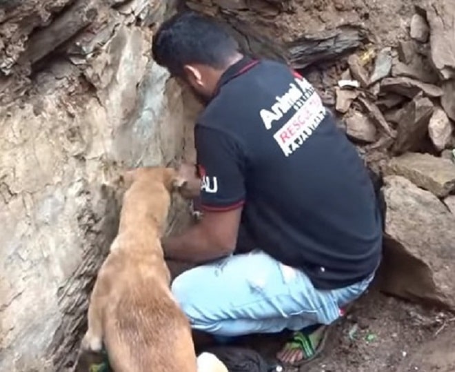 Пес с мужчиной