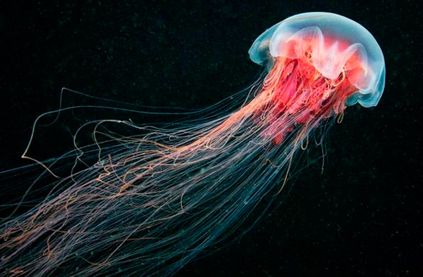 Если ужалила медуза: что можно и чего нельзя делать медуз, укуса, может, вызывает, делать, водой, место, вызовет, обитает, токсин, соленой, всего, жизни, безболезнен, токсина, Черного, распространение, после, медуза, стрекательные
