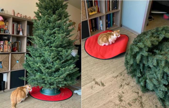 Без кота и жизнь не та