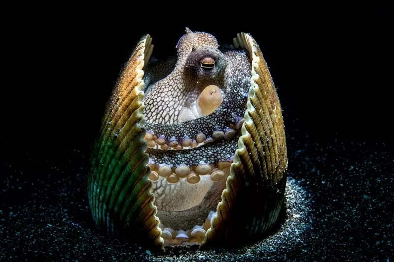 Потрясающие снимки-победители и призёры фотоконкурса «Through Your Lens» Потрясающие снимки-победители и призёры фотоконкурса «Through Your Lens» мир