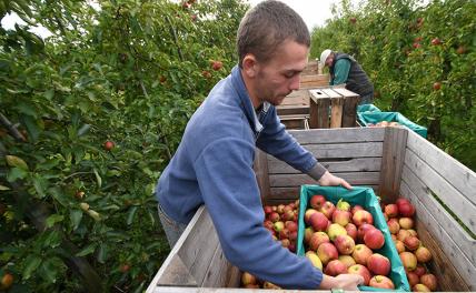 Эх, яблочко: Польша начинает рубить сады, пытаясь в Колумбию продать, что остается геополитика
