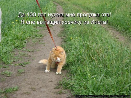 Самая убойная котоматрица 
