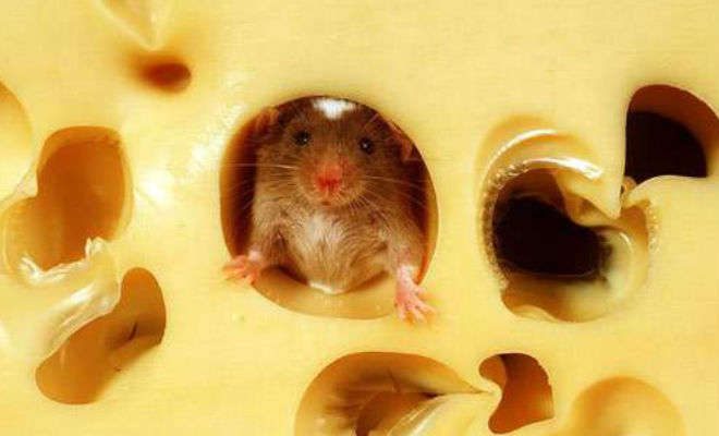 Перед мышью положили 12 видов сыра и сняли на видео, какой она выберет
