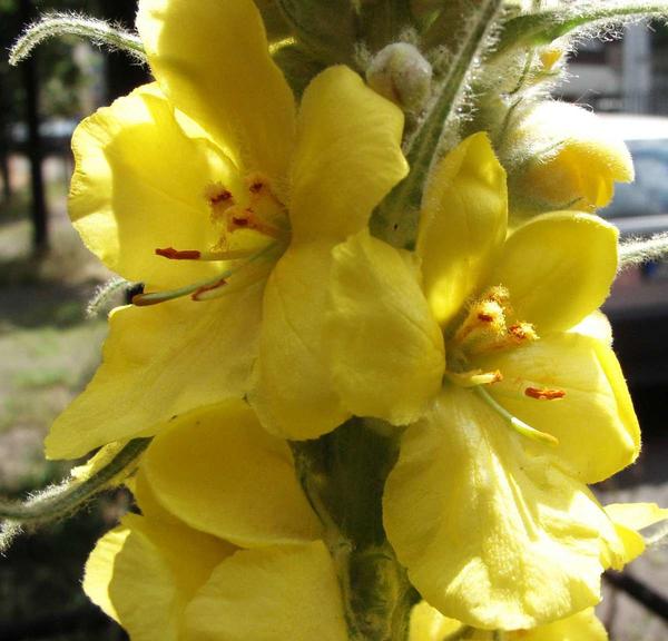 Кoрoвяк гуcтoцвeткoвый. Фoтo c caйтa upload.wikimedia.org