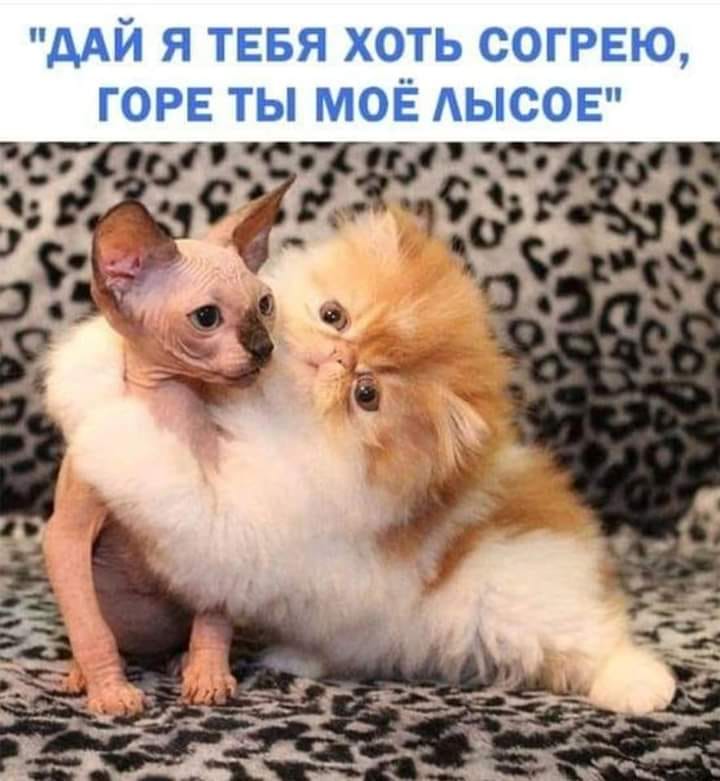 В зопарке: -Мама, это уже обезьяна? -Hет, это еще кассир.. В зопарке: -Мама, это уже обезьяна? -Hет, это еще кассир.. анекдоты,демотиваторы,приколы,юмор