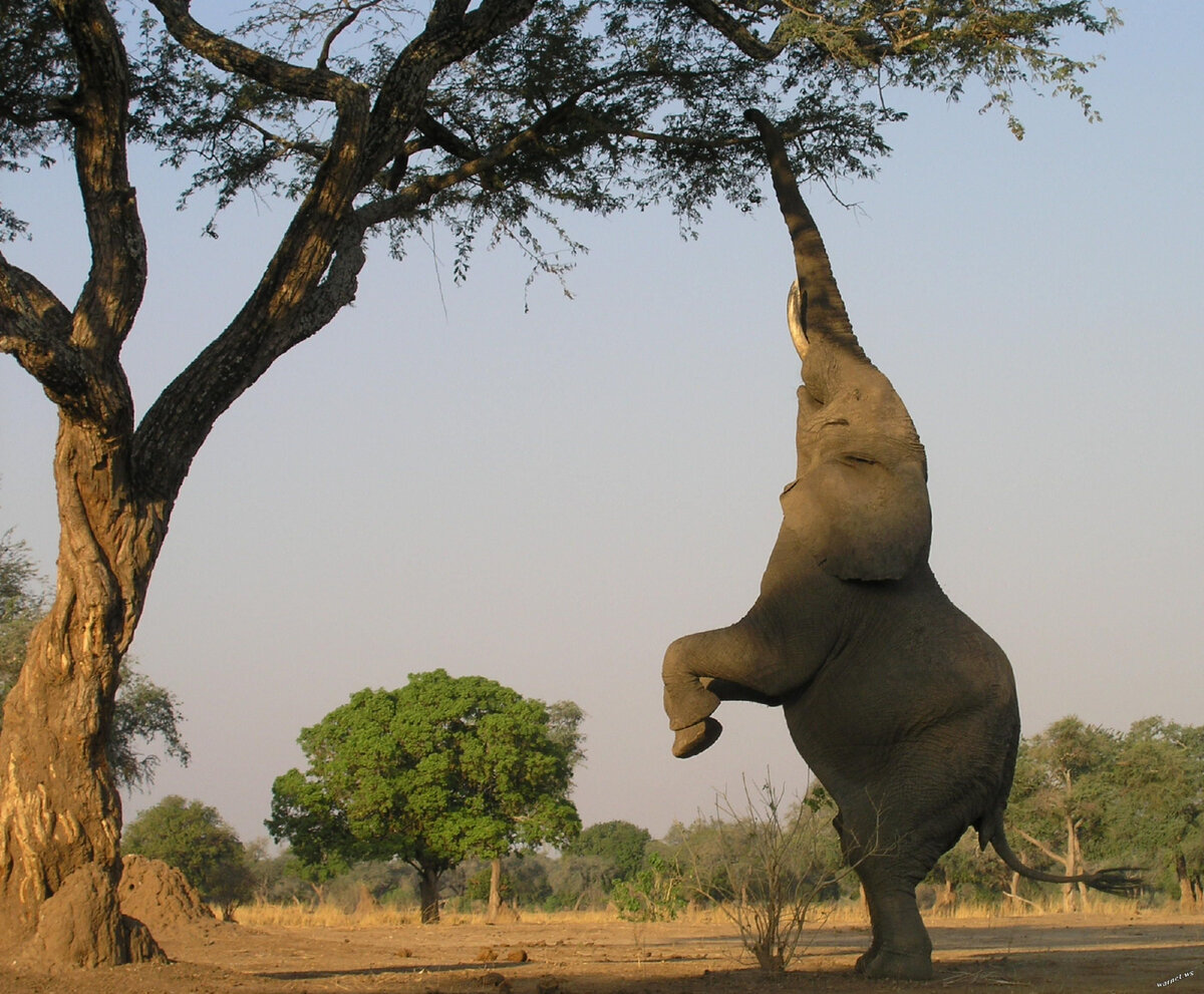 Эти животные самые крупные на земле. Их рост может достигать 4 метров, а вес до 6 тонн. Встретить африканского слона можно там, где есть растительность и вода (Центральная и Западная Африка). Кожа грубая, без шерсти, серого цвета (малыши рождаются с небольшой шерсткой).