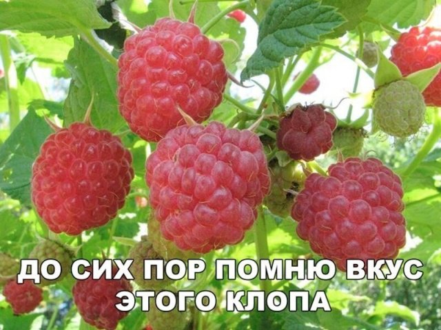 Юмор на разные темы  