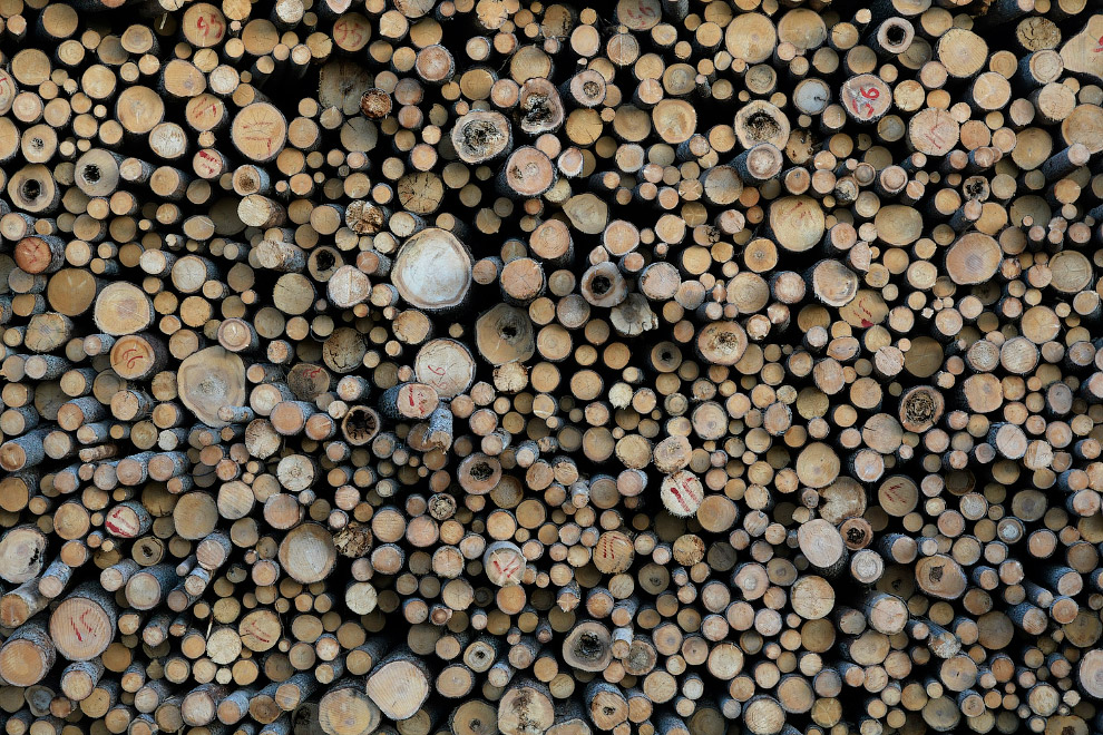 Двинско-Пинежский заказник: как исчезают первозданные леса путешествие,Россия,туризм,экология