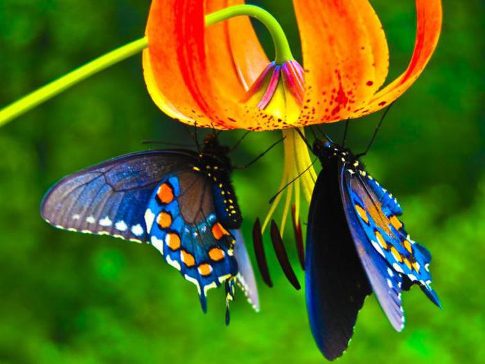 Как питаются бабочки: что едят в дикой природе и в домашних условиях?