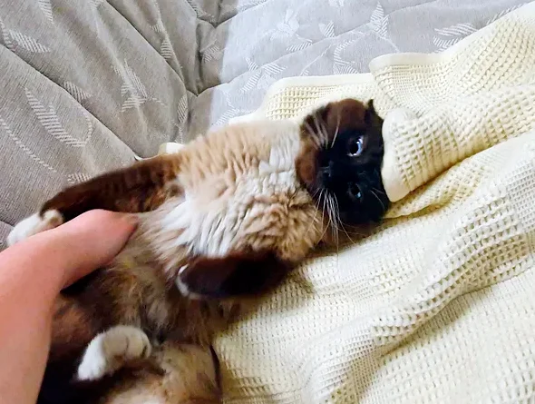 original без кота и жизнь не та мишутка