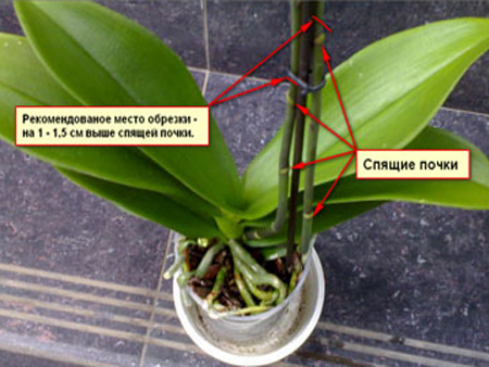 Формирование и обрезка орхидеи Фаленопсис