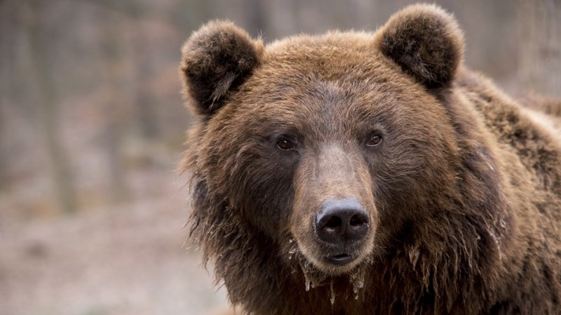 Голодные медведи терроризируют нефтяников ХМАО