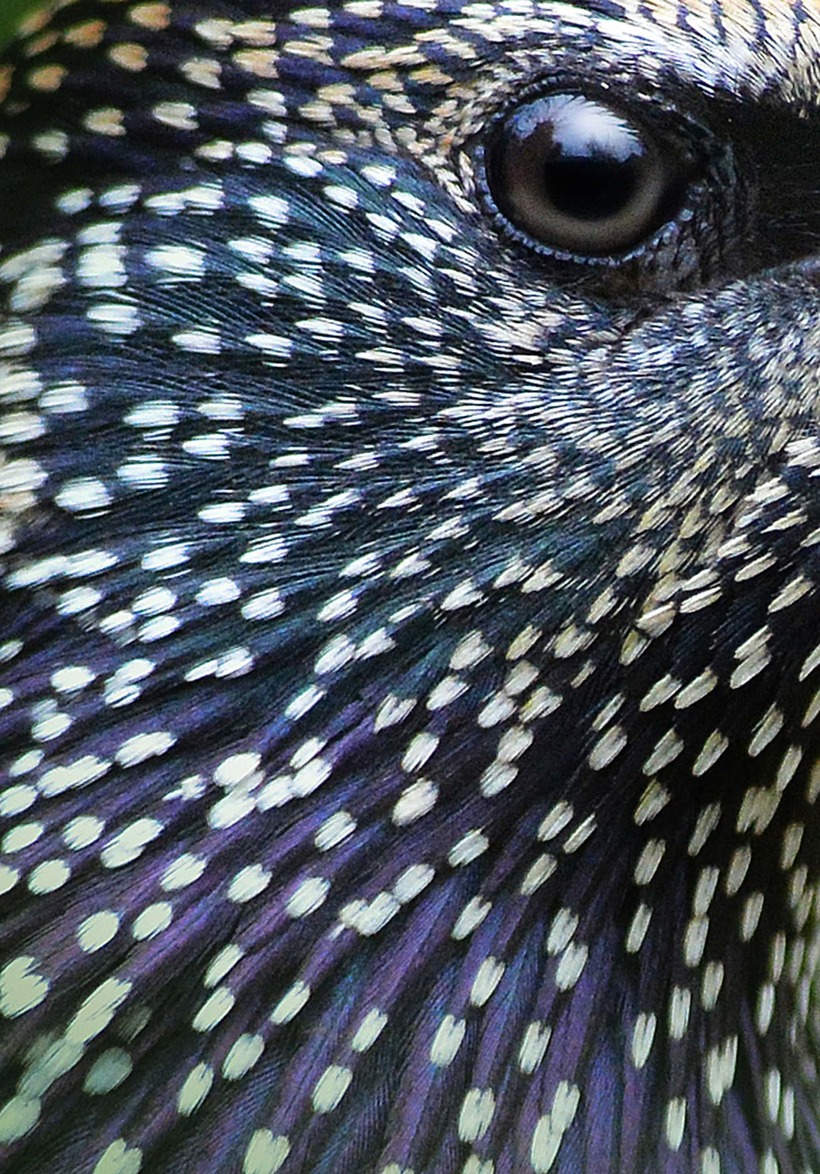 Лучшие фотографии птиц с конкурса Bird Photographer of the Year