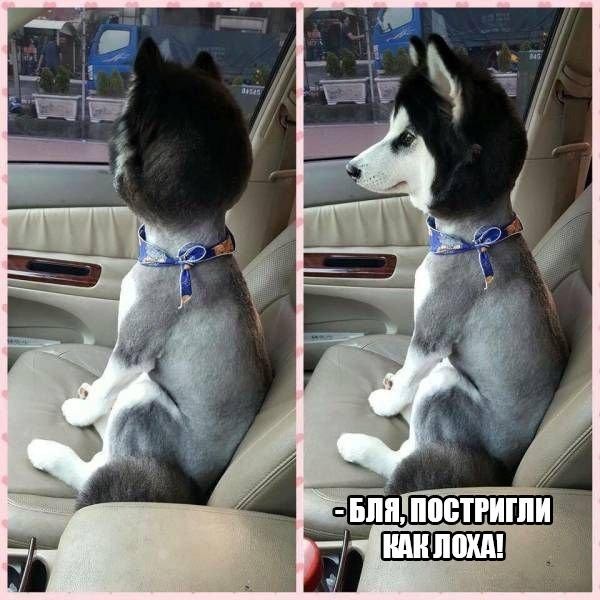 Смешные картинки с надписями прикол, юмор