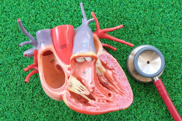 Ð Ð¾ÐÑŒ ÐºÐÐÐ¿ÐÐ½Ð¾Ð² ÑÐÑ€Ð´Ñ†Ð Ð² ÐÐ¸ÐÐ½Ð¸ Ñ‡ÐÐÐ¾Ð²ÐÐºÐ