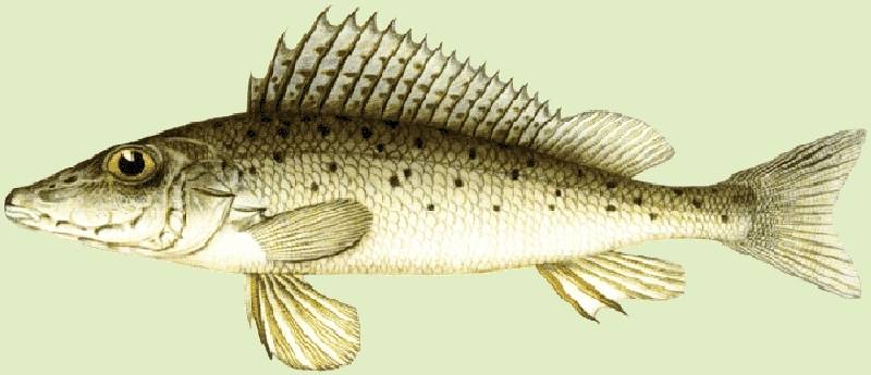 Царская рыба бирюк — легендарный донской ерш-носарь, утративший хозяйственное значение
