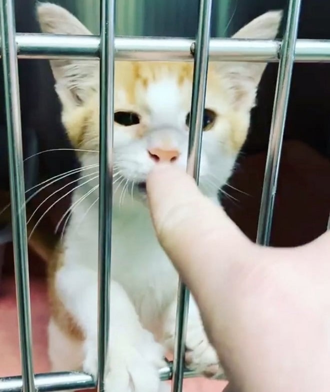 Кот за решеткой 