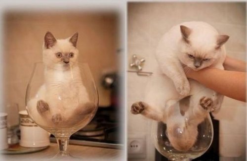 Прикольные картинки дня (50 шт)