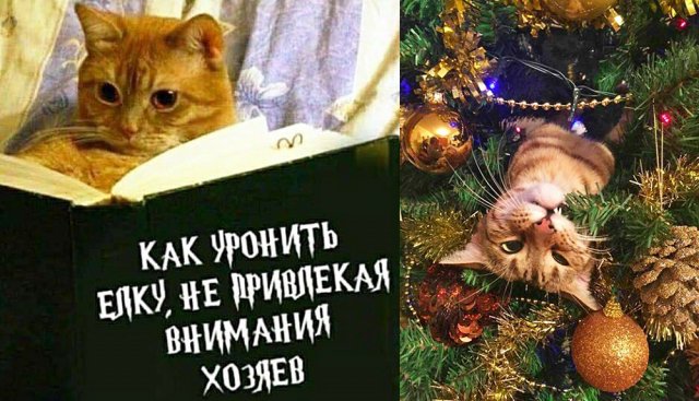 новогодняя елка и кот смешные картинки