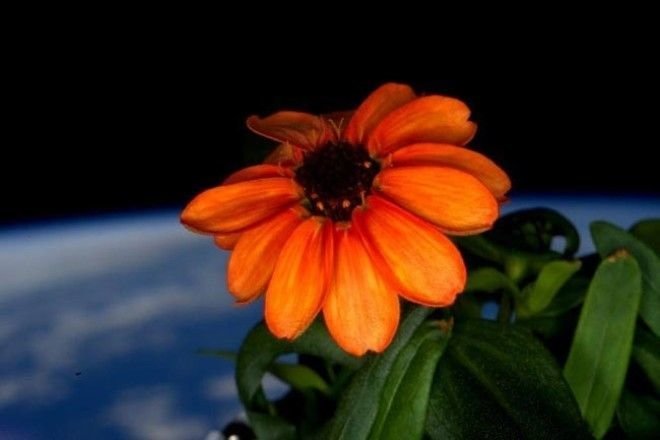 Первый цветок, который вырос в космосе интересно., факты, фото