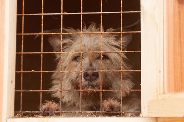 Две сестры 4 года были в разлуке Две сестры 4 года были в разлуке бездомная собака, пес, приют, собака, терьер