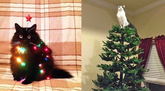 новогодняя елка и кот смешные картинки