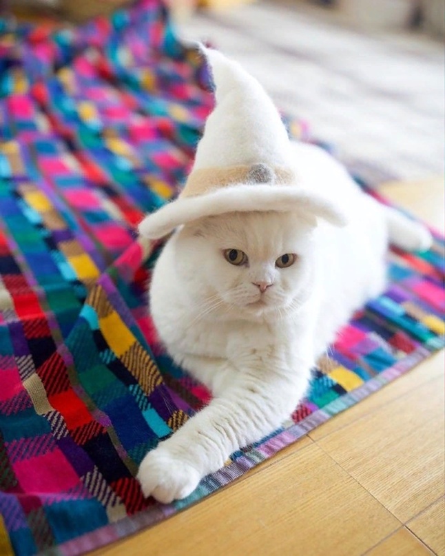 Семья из Японии начала делать шапочки своим котам рукоделие,творчество,хобби