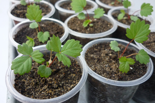 Альпийская земляника. Выращиваем ягодную культуру на участке Альпийская земляника. Выращиваем ягодную культуру на участке садоводство