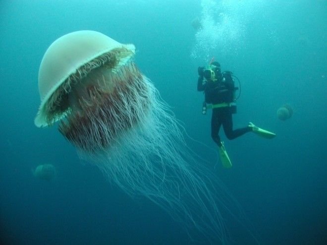 Медуза размером с человека интересно., факты, фото