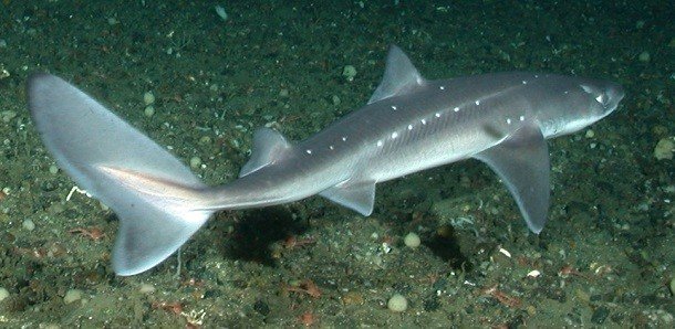 Малоизвестные факты про акул, которые вы могли не знать