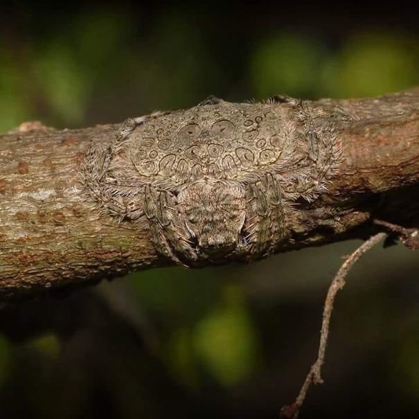 1. Dolophones conifera - паук, способный для маскировки расстилать свое тело по дереву животные, мир, подборка, природа, ужас, фото, явление